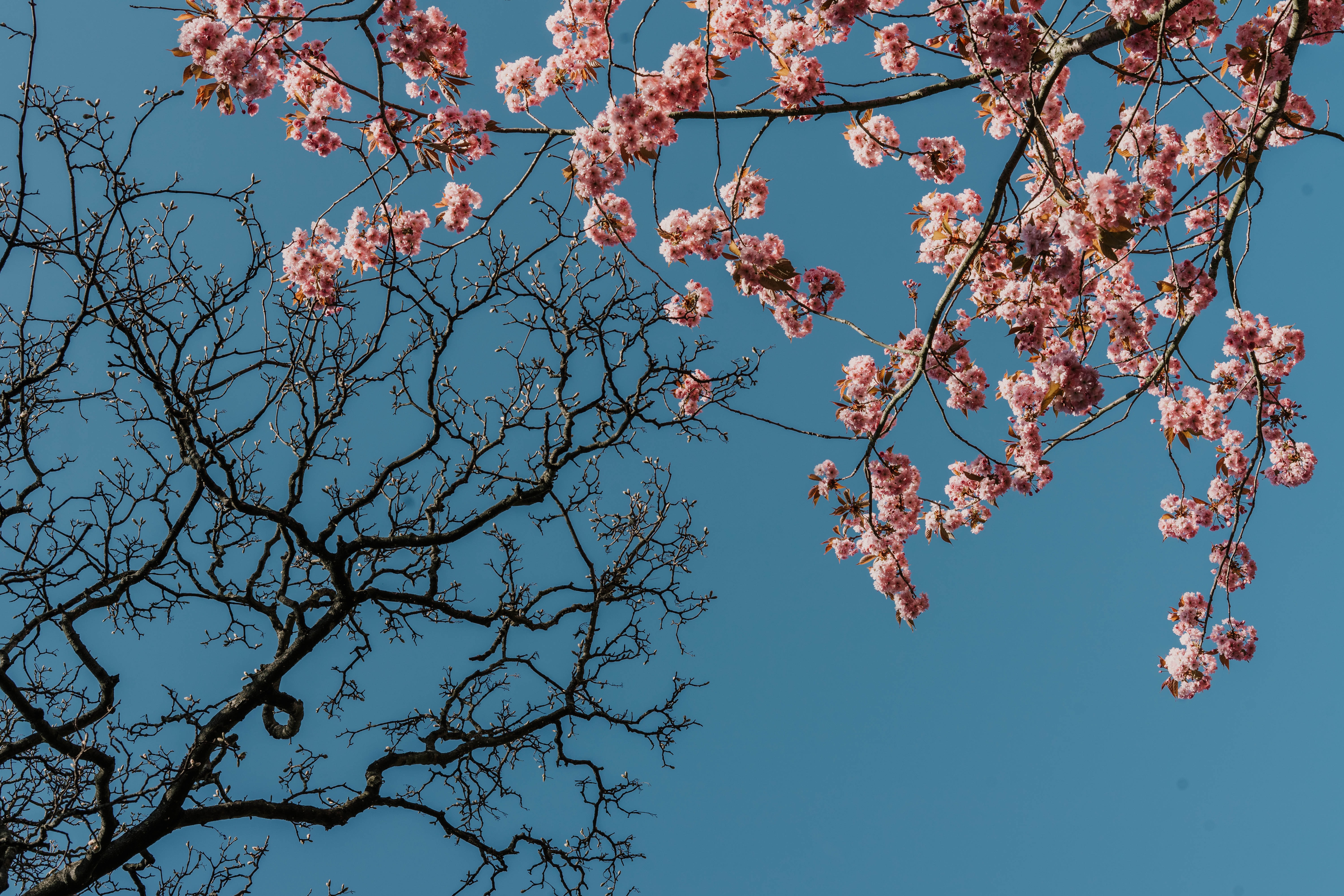 photo of cherry blossoms